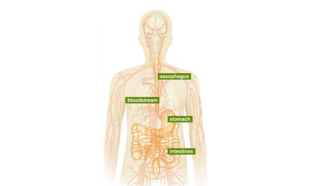 Human body illustration highlighting stomach, intestines, bloodsream and oesophagus  