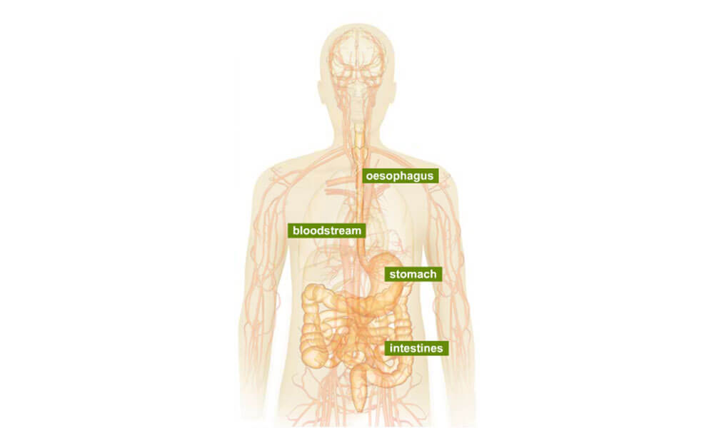 Human body illustration highlighting stomach, intestines, bloodsream and oesophagus