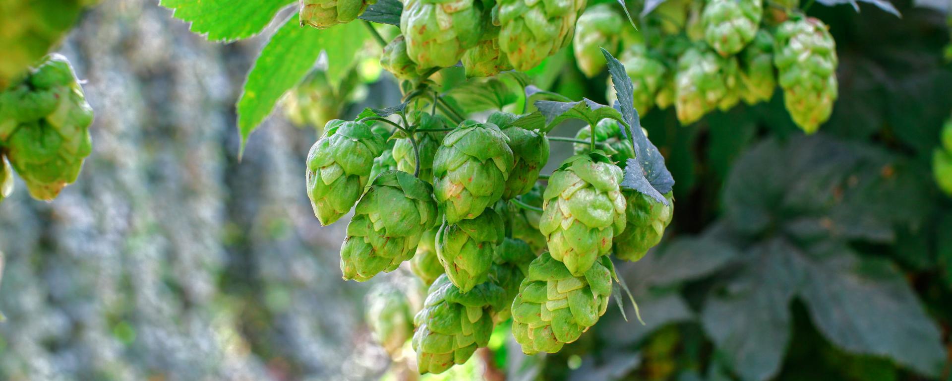 Hop Cluster