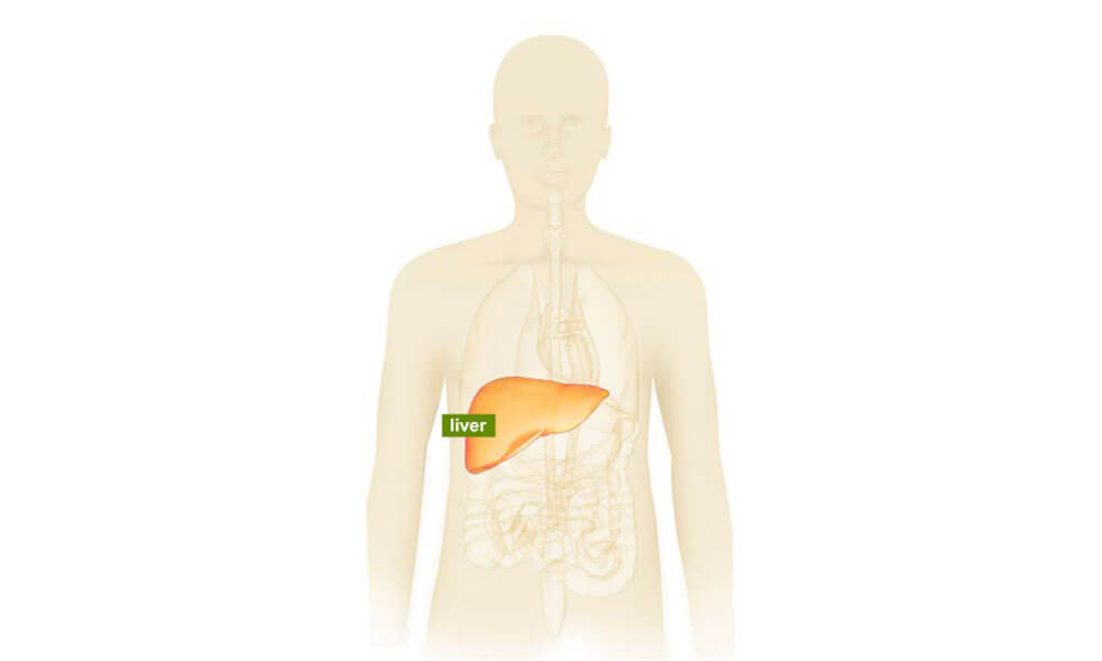 Human body illustration highlighting the liver