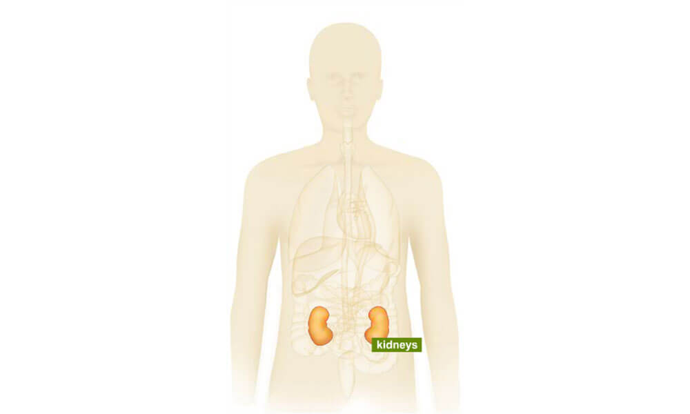 Human body illustration highlighting the kidneys