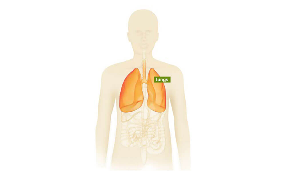 Human body illustration highlighting the lungs