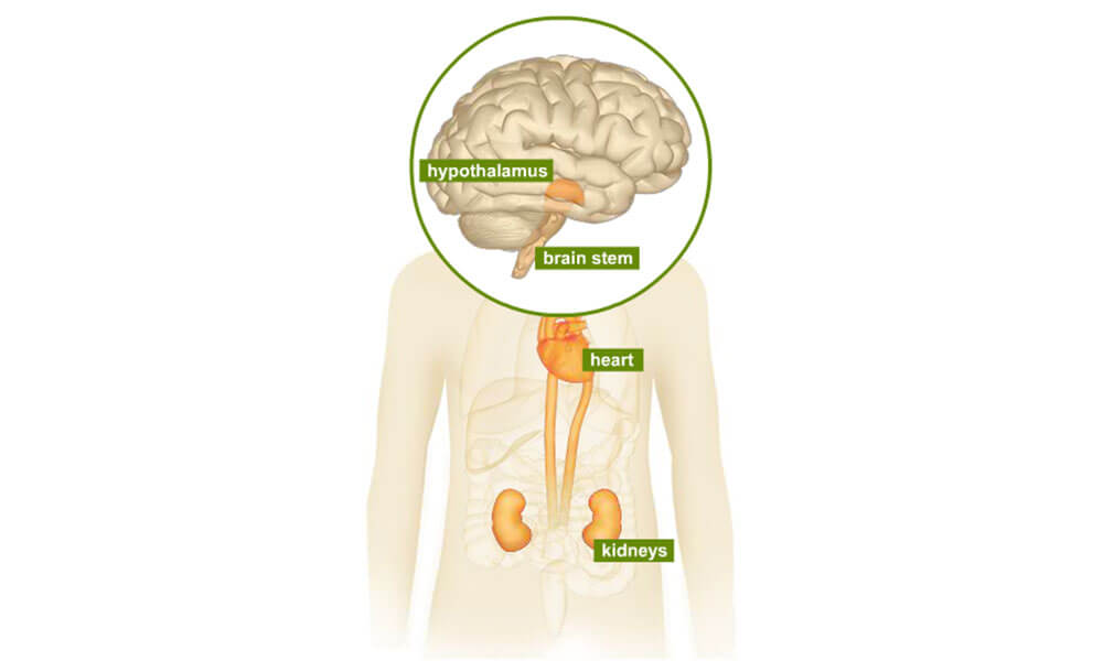 Human body illustration highlighting the heart, kidneys, brain stem and hypothalamus